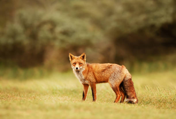 istock Close up of a Red fox in meadow 1140993995