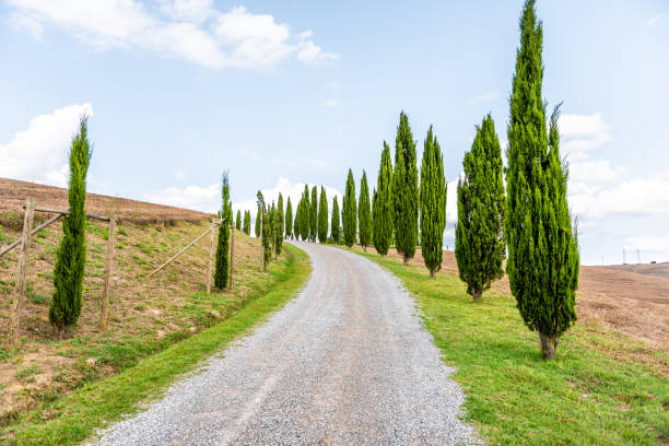 val d'orcia countryside in tuscany, italy with rolling hills and dirt gravel road to villa house on top farm landscape idyllic picturesque cypress trees lining path - val tuscany cypress tree italy imagens e fotografias de stock