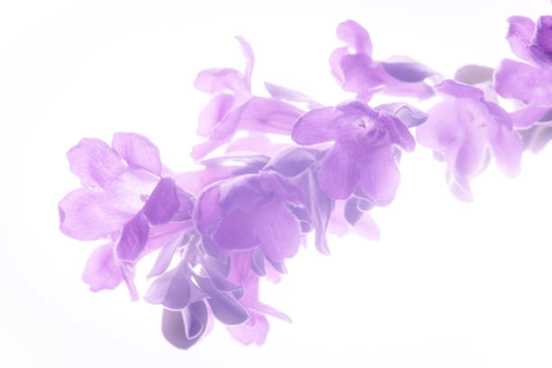 Purple flower isolated on white background