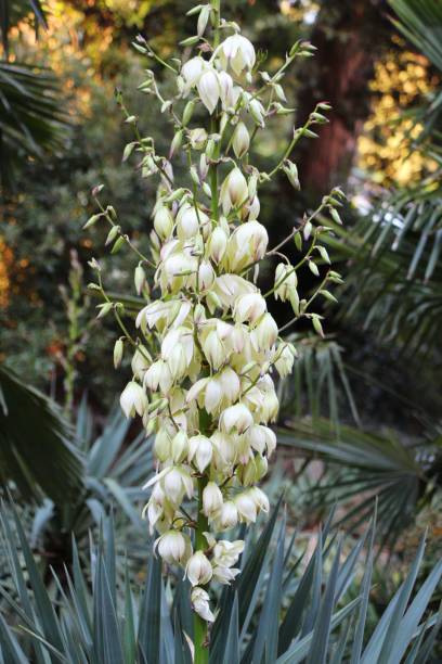 istock View of Yucca flowers 1140998415