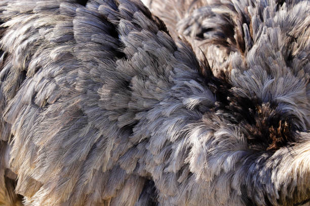 ostrich feathers as feather duster against the sky