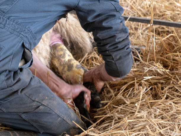 granjero tirando suavemente cordero de la oveja luchando - livestock rural scene newborn animal ewe fotografías e imágenes de stock