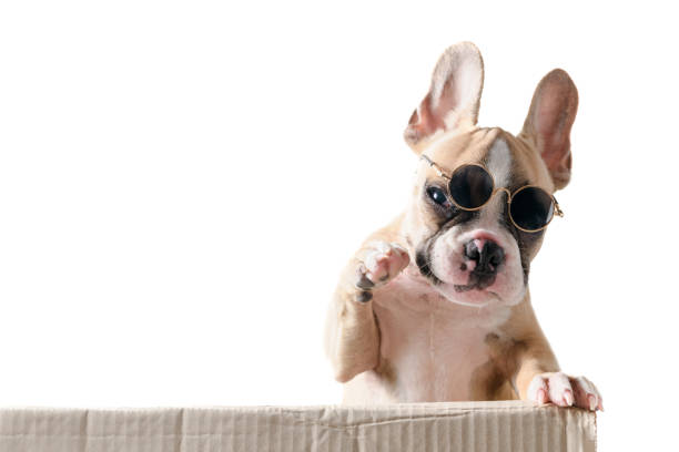istock french bulldog wear sunglass playing in box 1141000355