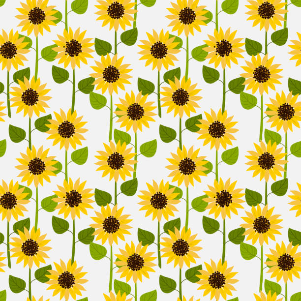 słoneczniki na białym, bladym tle bez szwu. - sunflower nature environment environmental conservation stock illustrations