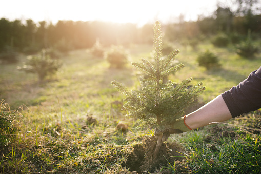 El trabajador planta un árbol joven en el jardín. Plantación pequeña para un árbol de Navidad. Picea un y Abies nordmanniana. Abeto y abeto. photo