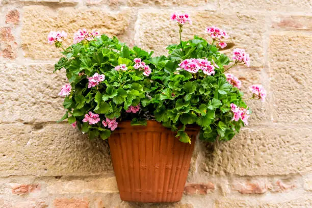 Monticchiello, Italy town or village city in Tuscany closeup of pink geranium flower pots decorations on summer day with nobody stone wall architecture