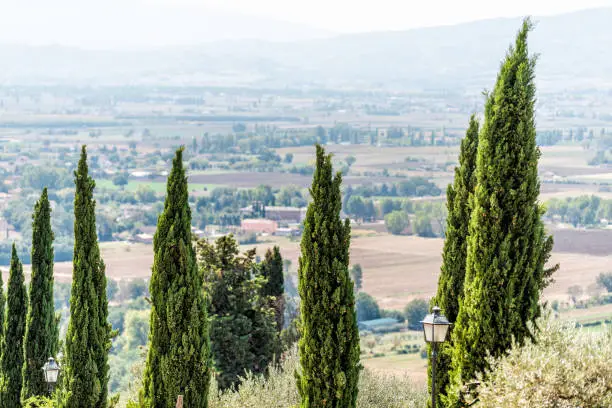 Many row of cypress trees in town or village city of Assisi in Umbria, Italy bokeh background during sunny summer day nobody