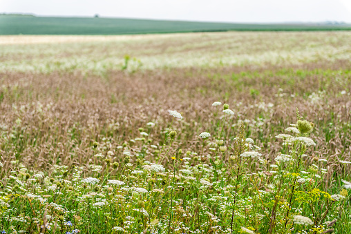 Landscape of farm fields in summer in Rivne, Ukraine green grass dried hay farming with white umbrella flowers weeds wildflowers