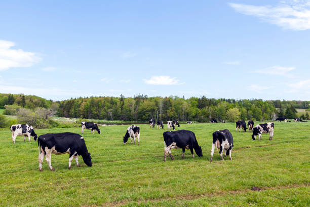 istock Prince Edward Island Canada 1141004698