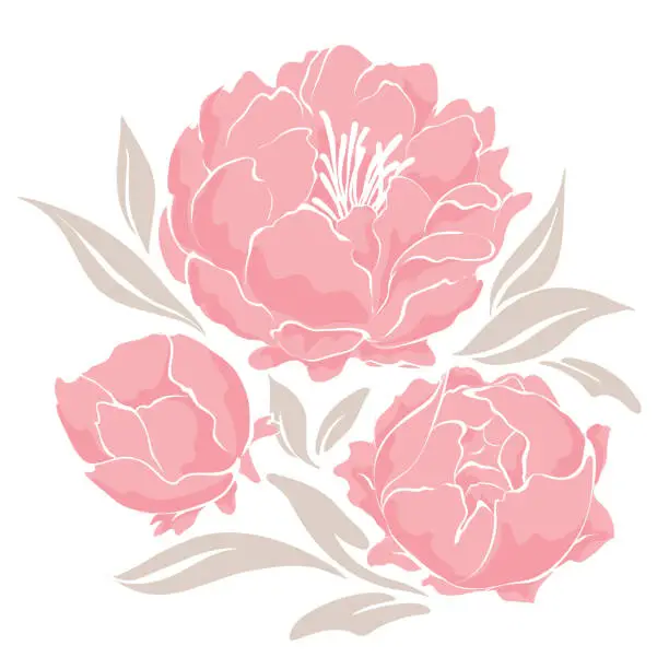 Vector illustration of Pink peonies