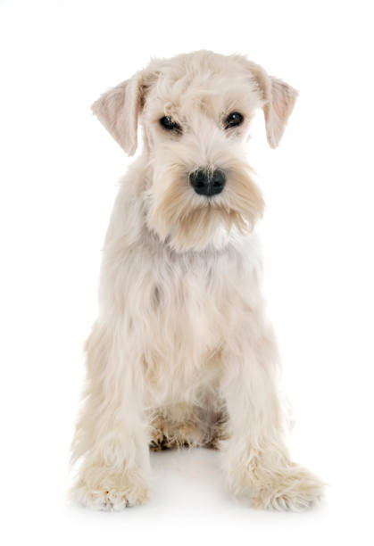 istock puppy white miniature schnauzer 1141005635