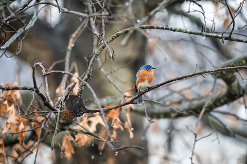 Blue male bluebird bird perched on oak tree during winter spring autumn in Virginia with vibrant color and rain drops