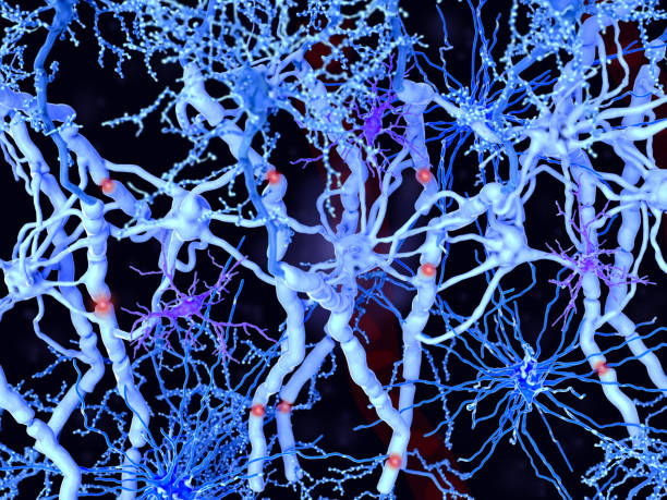 белое вещество в го�ловном и спинном мозге: нейроны с миелинированных аксонами, олигодендроциты, образующие оболочки миелина, волокнистые а - medulla стоковые фото и изображения