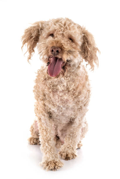 the Romagnolo lagotto romagnolo in front of white background lagotto romagnolo stock pictures, royalty-free photos & images
