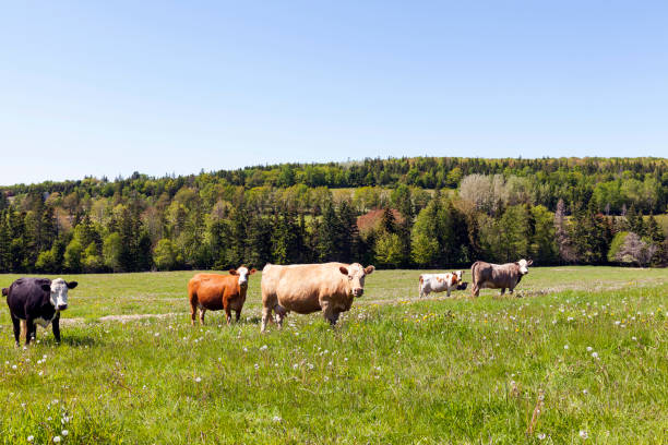 istock Prince Edward Island Canada 1141006496