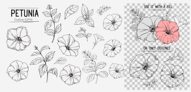 illustrazioni stock, clip art, cartoni animati e icone di tendenza di set di fiori di petunia. illustrazione disegnata a mano convertita in vettore. isolato - petunia