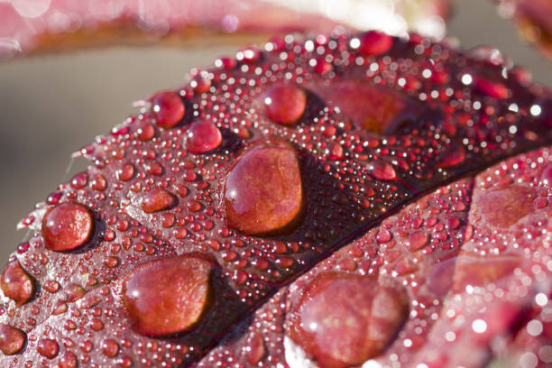 istock Drops of water on the rose leaf 1141007841