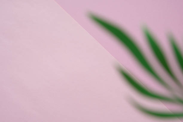 istock Tropical leaves on pastel pink background. minimal concept. 1141008243