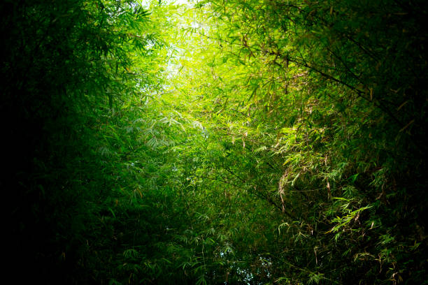 istock Bamboo forest with sunlight, Landscape of bamboo tree in tropical rainforest 1141009708