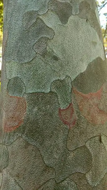 Smooth, grey-green bark patches, which turned olive-brown & red on exposure to light.
Bunge's pine bark close-up in Nikitsky botanical garden.