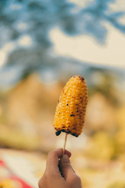 grilled sweet corn on skewer and girl holding it