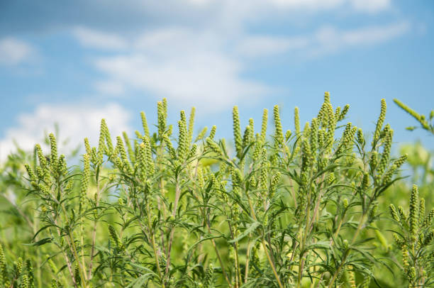 Young branch ambrosia blooming in the field. Plant causing allergies. Selective focus.