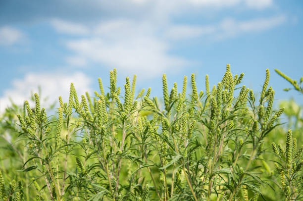 Young branch ambrosia blooming in the field. Plant causing allergies. Selective focus. Young branch ambrosia blooming in the field. Plant causing allergies. Selective focus. ragweed stock pictures, royalty-free photos & images