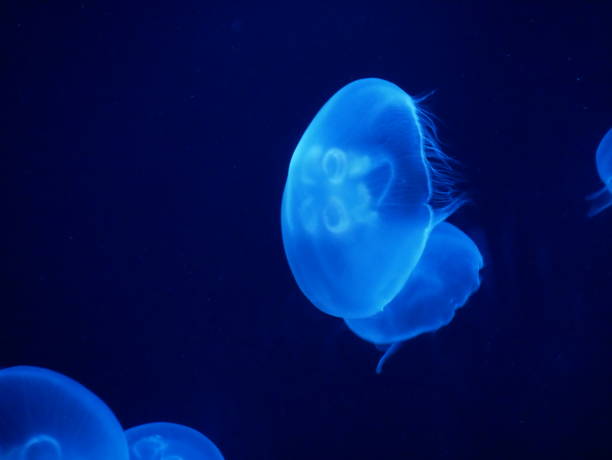 istock Jellyfish alone in the blue 1141010310