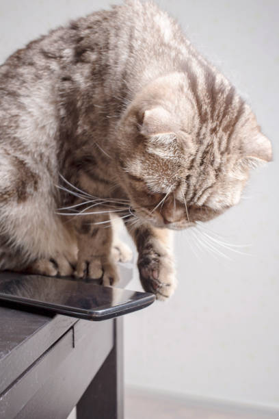 istock Cat is going throwa cell phone on the floor, dangerously lying on the edge of the table, carelessly left. 1141011035