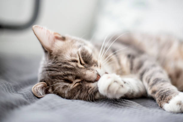 istock Young, cute cat sleeps on the bed in the daylight that comes from the window. 1141012026