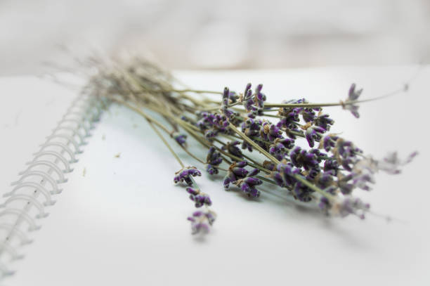 istock Lavender bouquet on an open notebook, selective focus, romantic card, layout for design and decoration of romance and love themes, for bloggers 1141014503