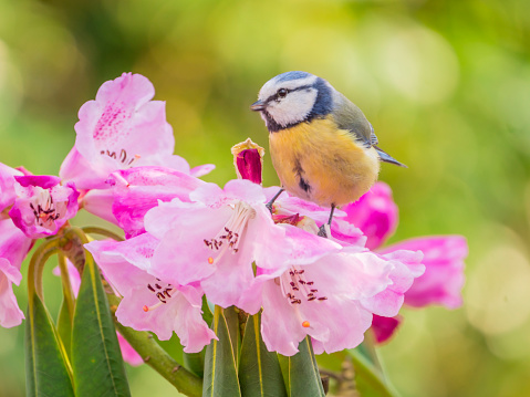 Blue tit sitting on rhododendron flowers in spring sun