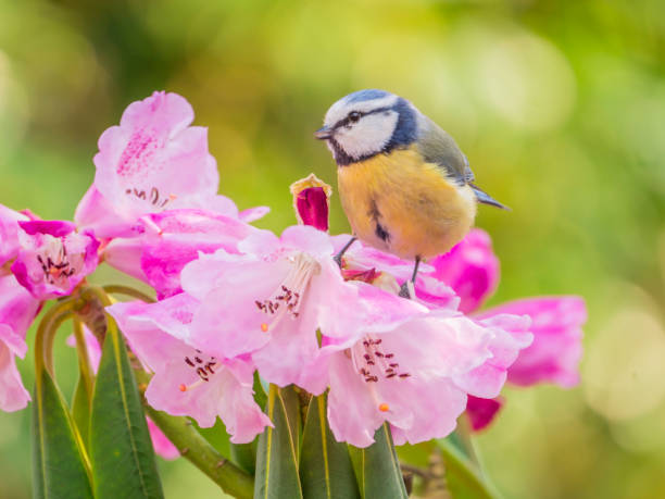 Blue tit on rhododendron flowers in spring sun Blue tit sitting on rhododendron flowers in spring sun azalea photos stock pictures, royalty-free photos & images