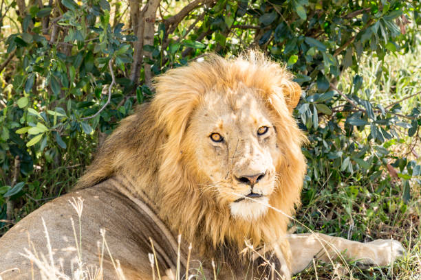istock African Lion Resting at wild - Portrait 1141015289