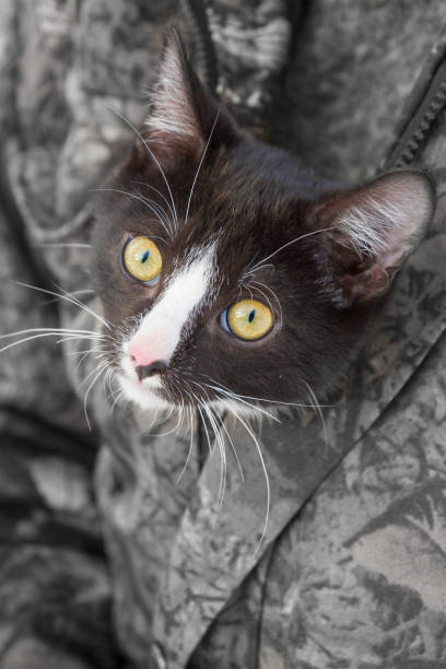 istock Black and white young cat sitting on his hands under his jacket 1141015358