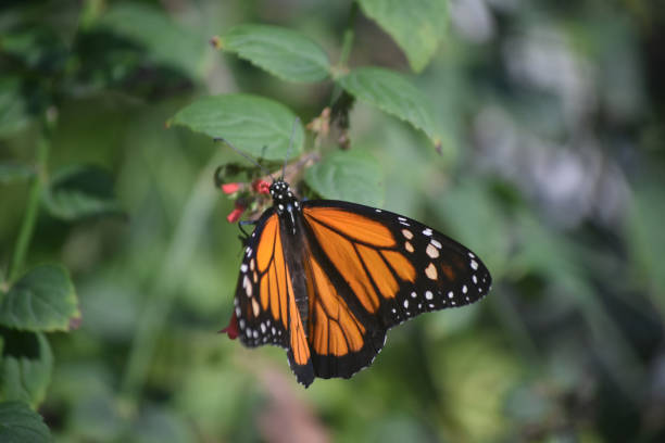 istock Stunning Monarch Butterfly on Foliage 1141015518