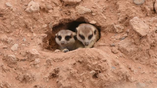 A pair of meerkats peeks outside of a hole in the desert sand playing around and hiding from the African sun (Suricata suricatta).