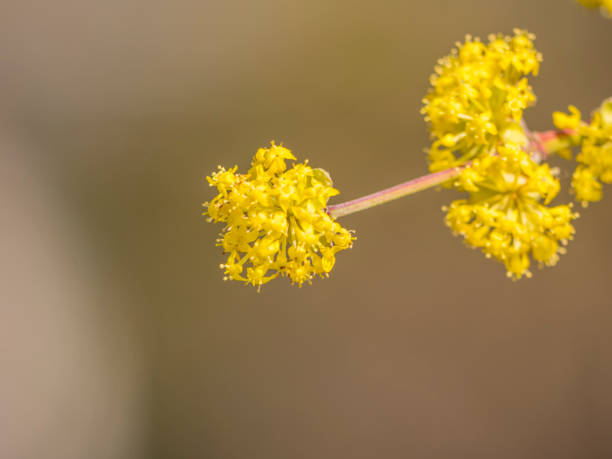 istock Yellow flowers on a branch with deep bokeh 1141015532