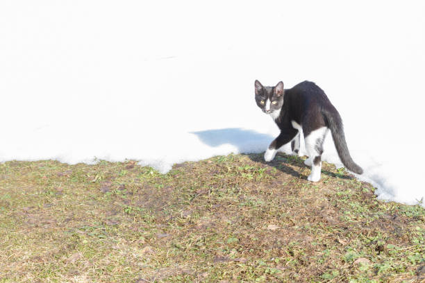 A minimalistic image of a black cat playing in deep white snow.