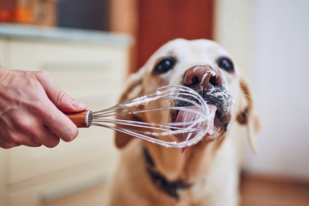 istock Dog licking cream 1141015641