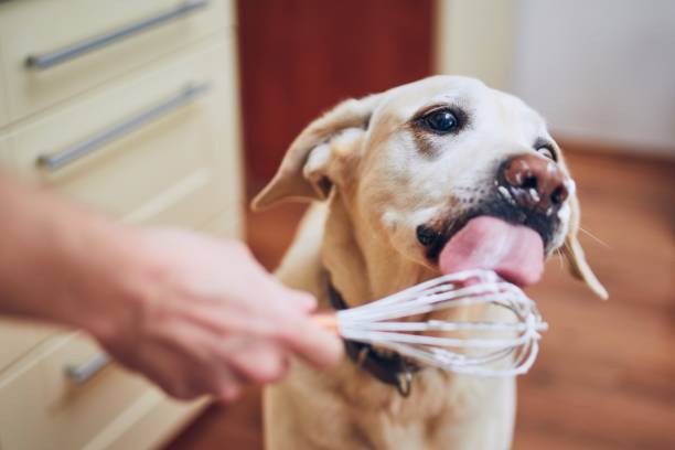 istock Dog licking cream 1141015673