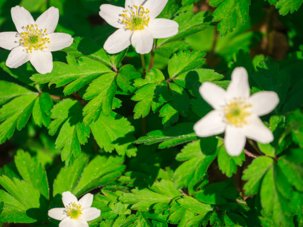 древесный анемон на весеннем солнце - yellow wood anemone стоковые фото и изображения