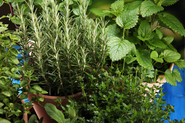istock Homegrown and aromatic herbs in old clay pots on rustic background 1141015716
