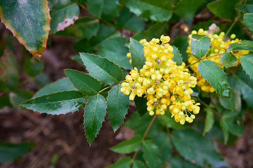 A flowering Oregon grape (Mahonia aquifolium).