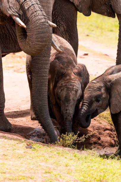 istock Elephant Family Drinking Water 1141017222