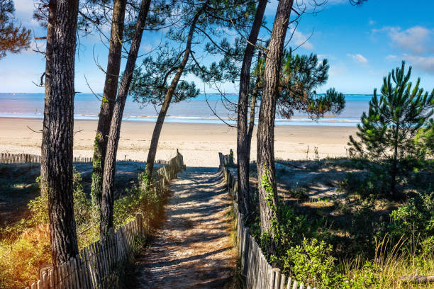 playas de charente maritime en francia - pinar fotografías e imágenes de stock