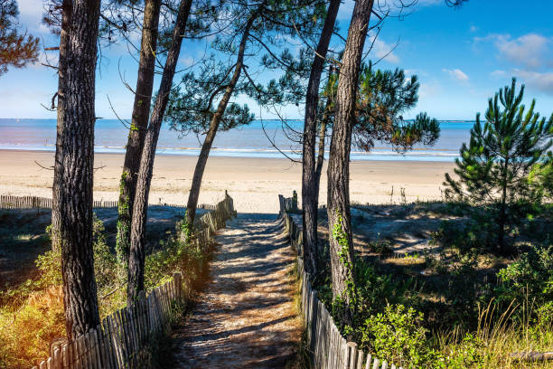 beaches of Charente Maritime in France beaches in the south west of France pine woodland stock pictures, royalty-free photos & images