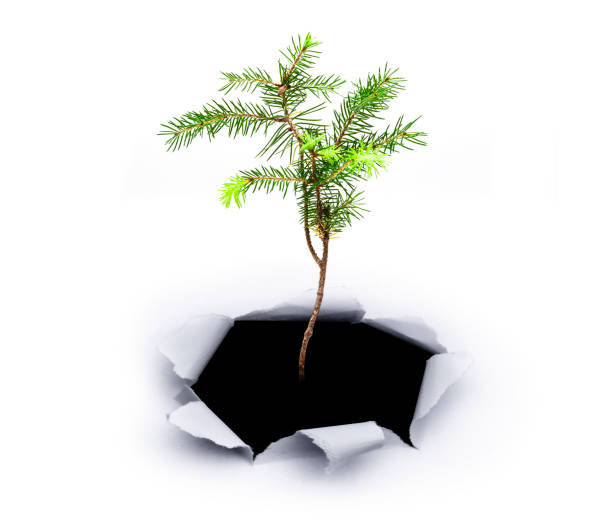 istock New Plant in hole 1141020298