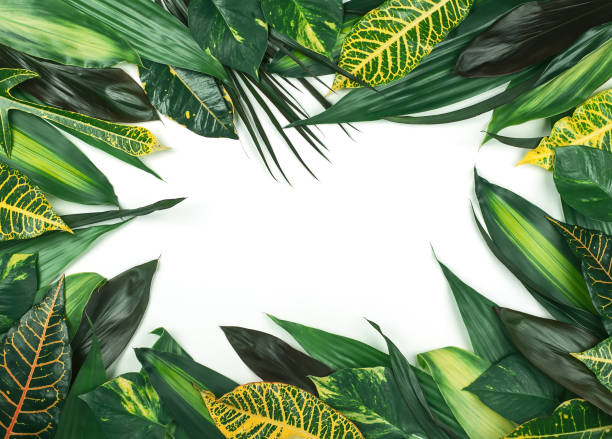 istock flowers and leaves 1141021004