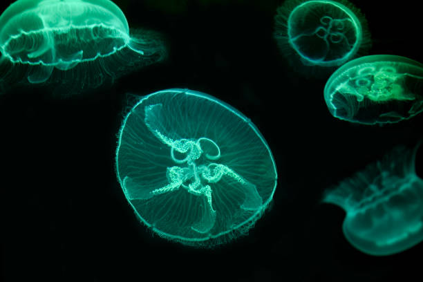 istock Floating jellyfish reflecting green light 1141021101